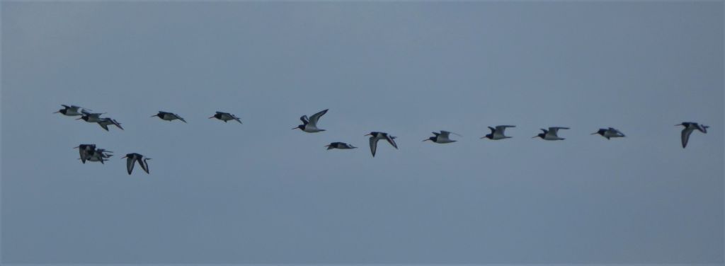 Beccacce di Mare (Haematopus ostralegus)